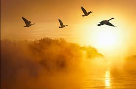 Bird migration guide: which species migrate and where do they go?￼