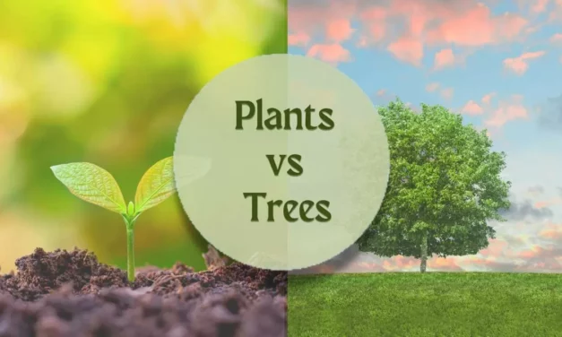 What Is The Difference Between Plants And Trees?