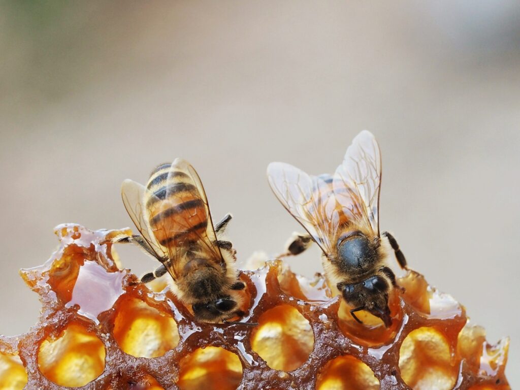 Disappearance of Bugs and Bees will lead to the disruption of Life on Earth! 1 Disappearance of Bugs and Bees will lead to the disruption of Life on Earth! 1