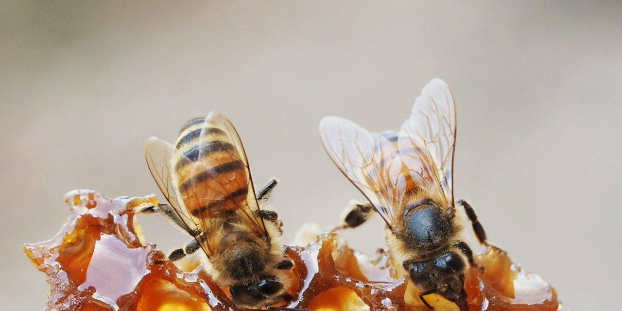 Disappearance of Bugs and Bees will lead to the disruption of Life on Earth!
