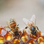 Disappearance of Bugs and Bees will lead to the disruption of Life on Earth!