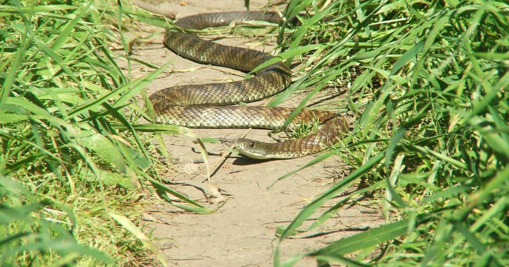 Evolution doesn’t need millions of years. Tiger snakes on an island have evolved over just a century 1