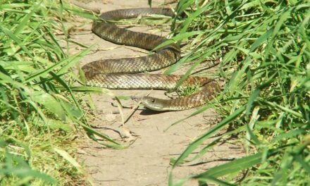 Evolution doesn’t need millions of years. Tiger snakes on an island have evolved over just a century