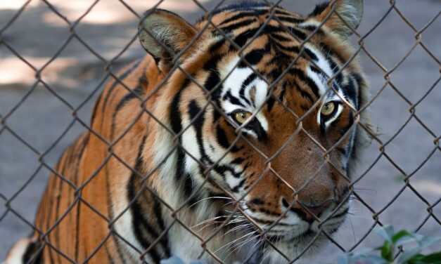 Tigers are being farmed in South Africa – often for their body parts