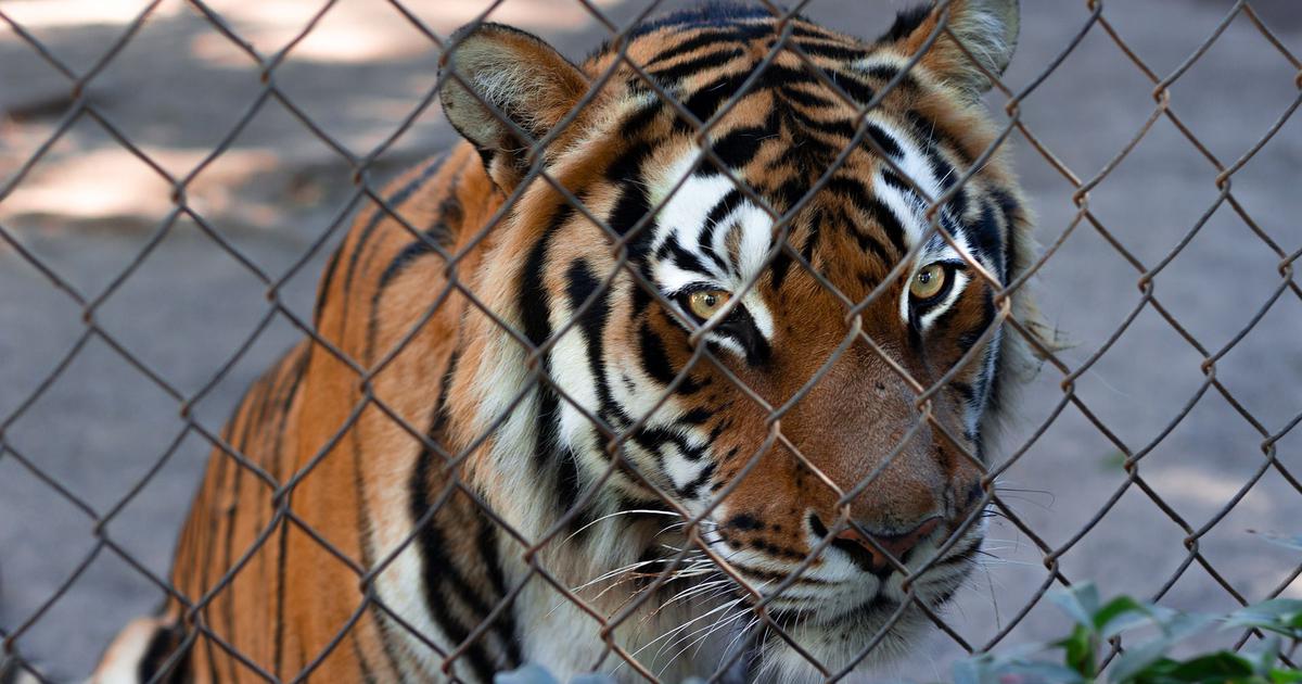 Tigers are being farmed in South Africa – often for their body parts