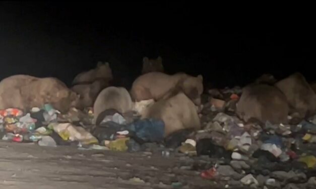 Climate change affects brown bears’ hibernation in Türkiye￼￼