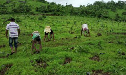 Grow-Trees.com pledges to plant 3 Million trees in 2023