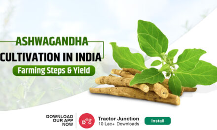 Ashwagandha Farming in India – Easy Steps For Beginners