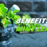 Top 10 Benefits of Mint Leaves That You Need To Know!
