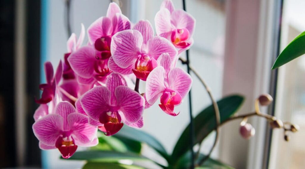 25 Different Orchids That Thrive as Indoor Houseplants￼ 1