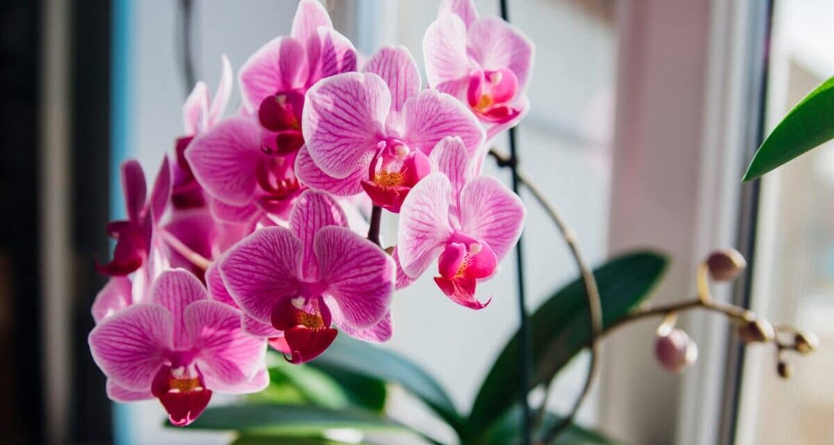 25 Different Orchids That Thrive as Indoor Houseplants￼