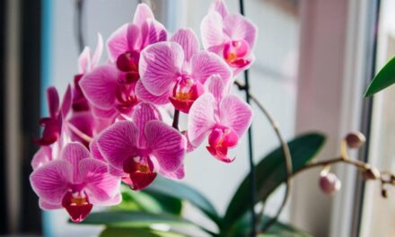 25 Different Orchids That Thrive as Indoor Houseplants￼
