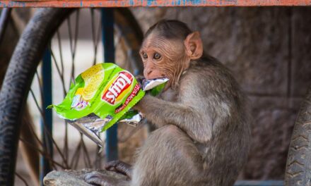 A peek into rural India’s plastic waste