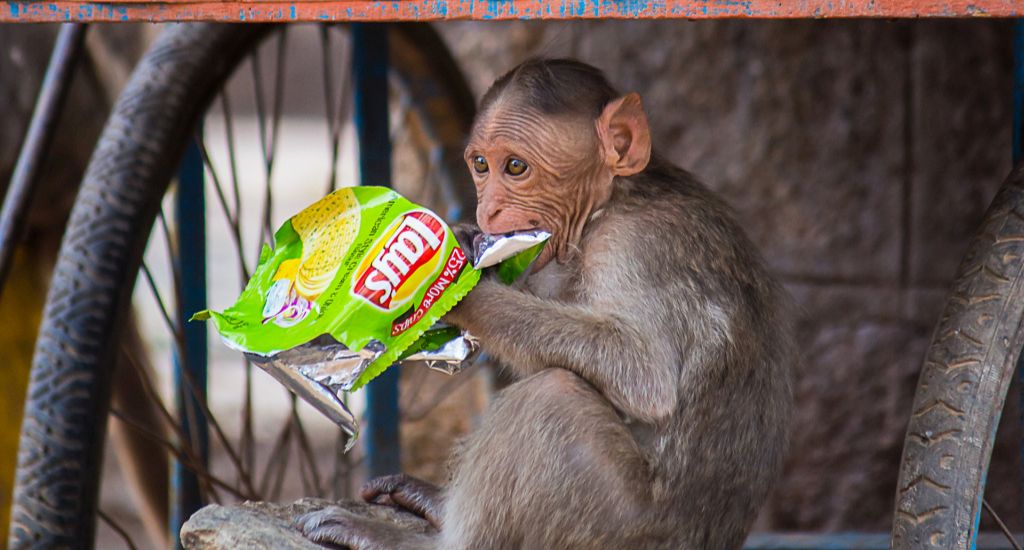 A peek into rural India’s plastic waste 1 A peek into rural India’s plastic waste 1