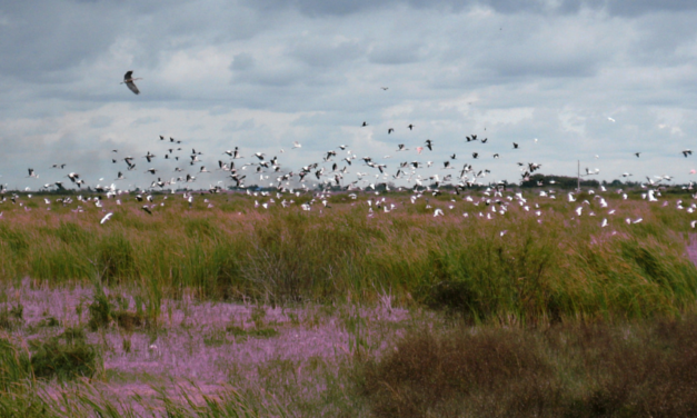 Why are Wetlands Important?