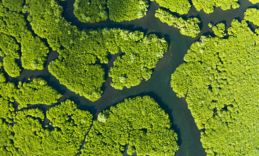 The US is finally getting serious about nature-based solutions￼ 1