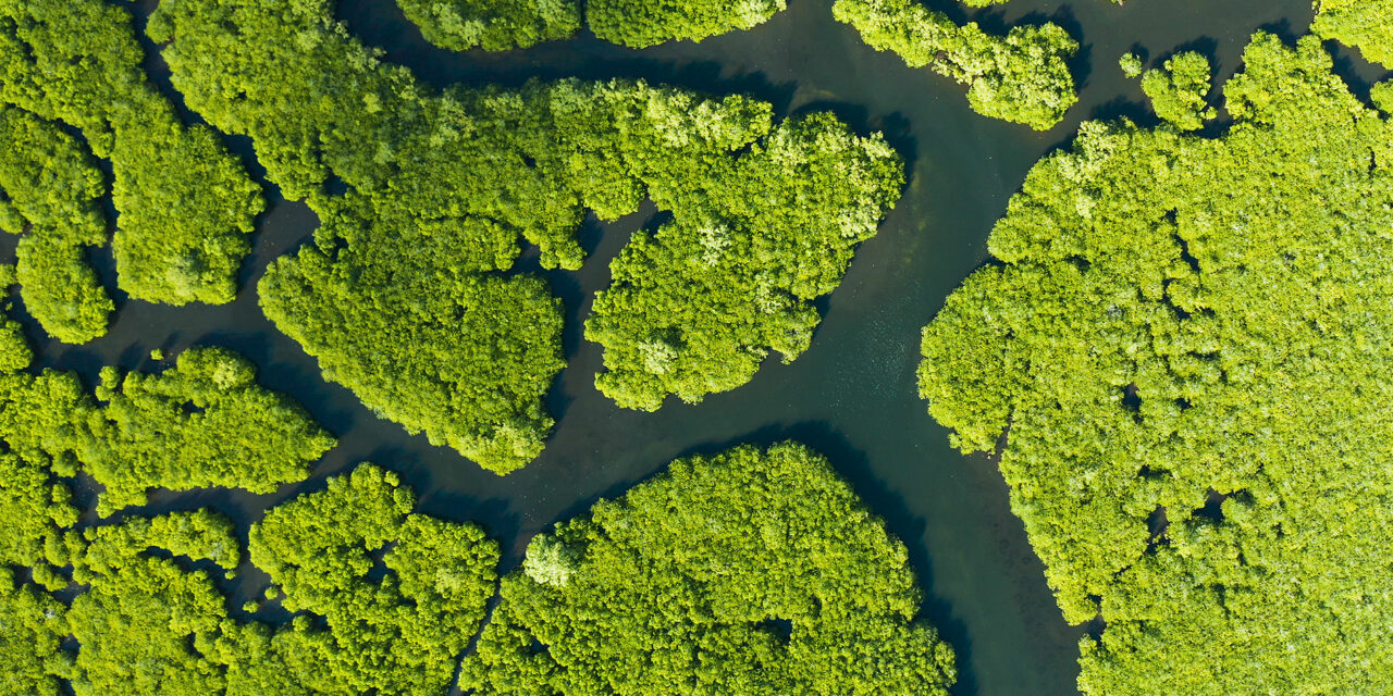 The US is finally getting serious about nature-based solutions￼