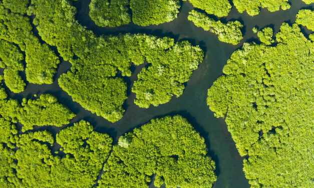 The US is finally getting serious about nature-based solutions￼