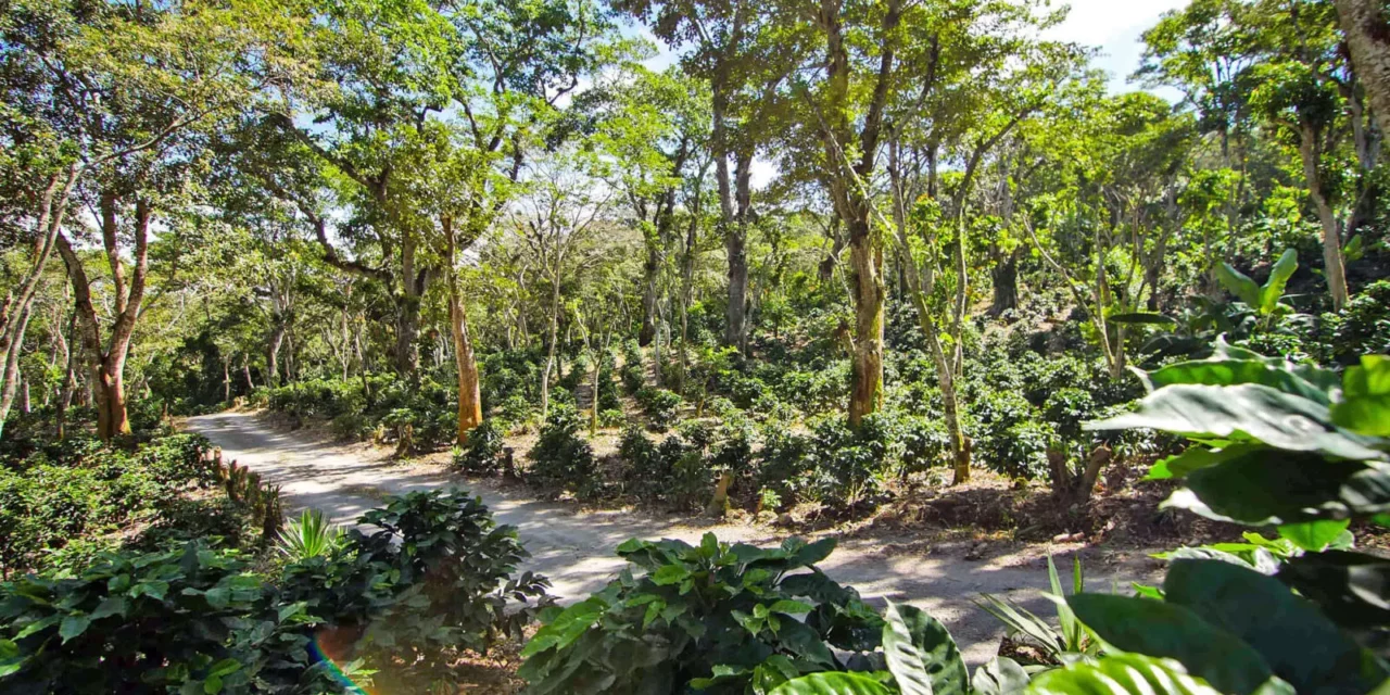 What Is Climate-Smart Agriculture?