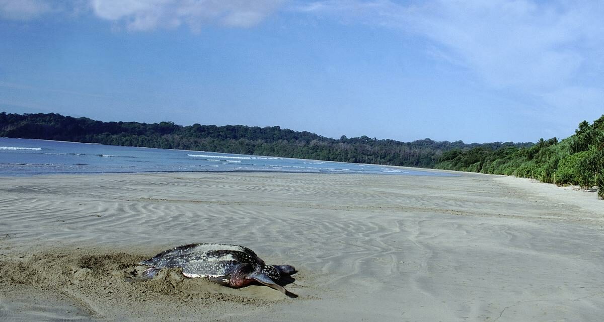 Proposed infrastructure project in Great Nicobar Island a mega folly￼