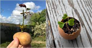 5 Popular Social Media Gardening Hacks That Don’t Work￼