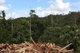 Contrary to Previous Assumptions: Forests Recovering From Logging Act as a Source of Carbon
