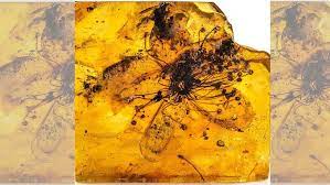 40 mn yrs after it bloomed in Baltics, largest flower preserved in amber found to have Asian link￼￼￼