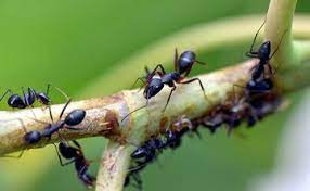 Ants Can Detect Scent Of Cancer In Urine, New Research Shows