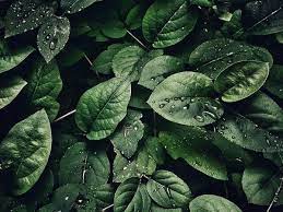 Potential climate change-nutrition connection in plant metabolism uncovered by researchers￼￼