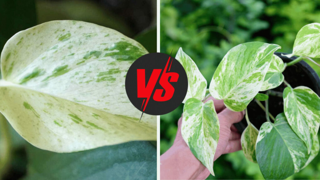 Snow Queen vs Marble Queen Pothos (Plant Breakdown by a Pro) 1 Snow Queen vs Marble Queen Pothos (Plant Breakdown by a Pro) 1