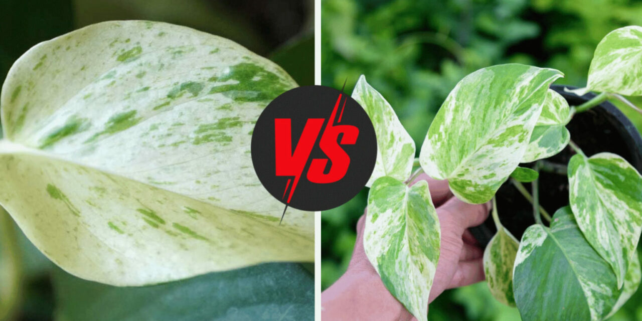 Snow Queen vs Marble Queen Pothos (Plant Breakdown by a Pro)￼