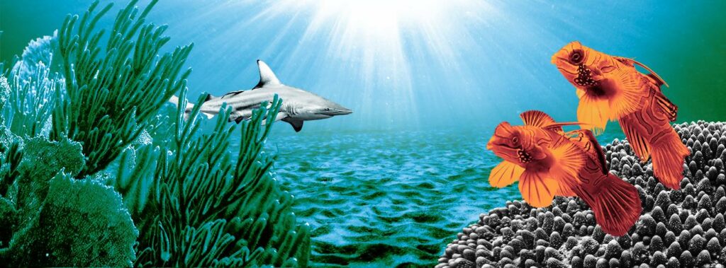 The ocean – the world’s greatest ally against climate change￼ 1