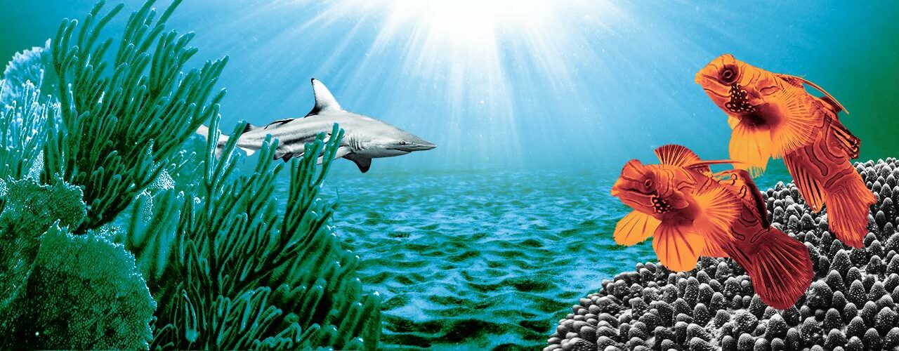 The ocean – the world’s greatest ally against climate change￼