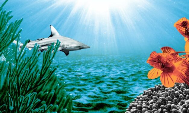 The ocean – the world’s greatest ally against climate change￼