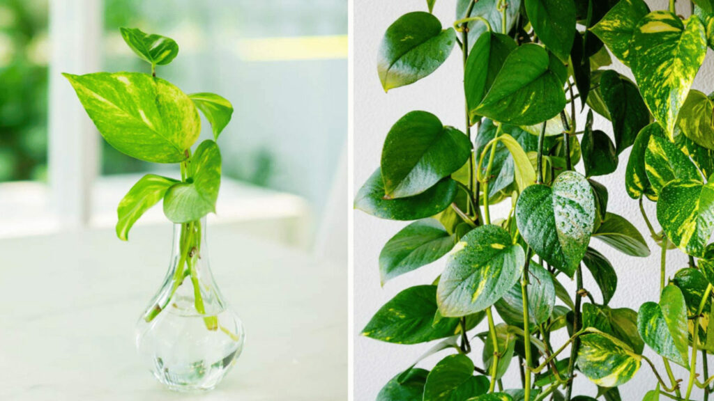 Pothos Fertilizer: Best Way to Turn Your Plant Into a Beauty￼ 1