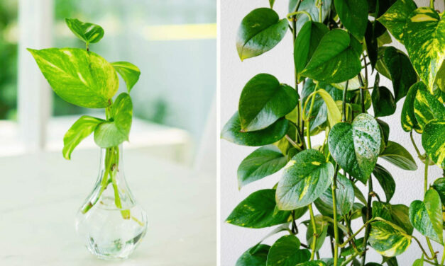Pothos Fertilizer: Best Way to Turn Your Plant Into a Beauty￼