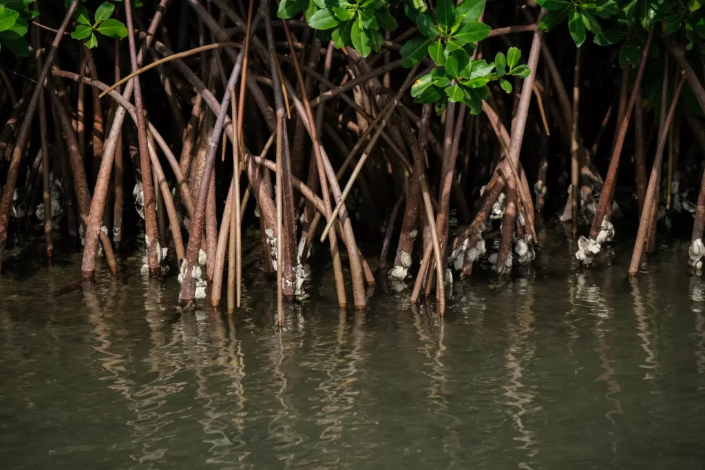 5 principles to secure the future of blue carbon 1