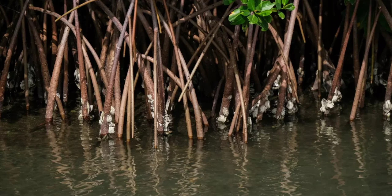 5 principles to secure the future of blue carbon