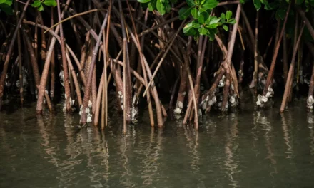 5 principles to secure the future of blue carbon