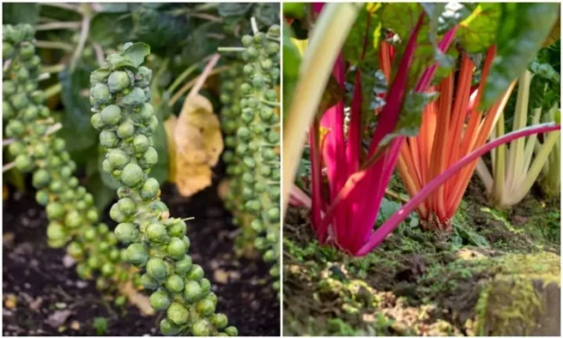 26 Vegetables To Grow In The Shade￼