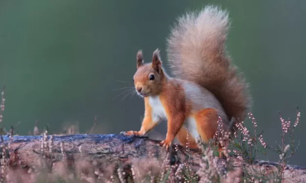 Everyone to live 15 minutes from green space or water in England under plans