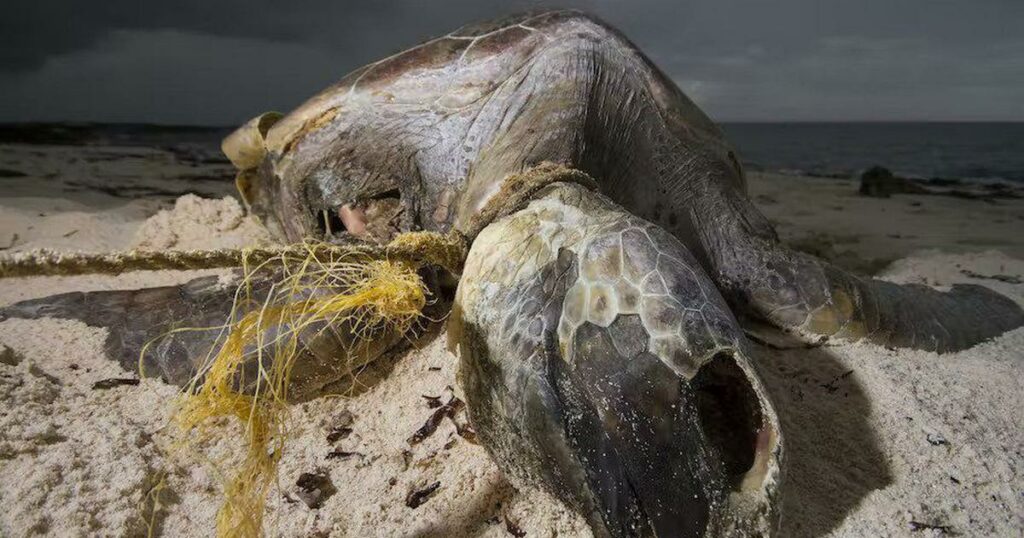 Plastic waste from India, Sri Lanka and Indonesia is overwhelming the islands of Seychelles 1 Plastic waste from India, Sri Lanka and Indonesia is overwhelming the islands of Seychelles 1