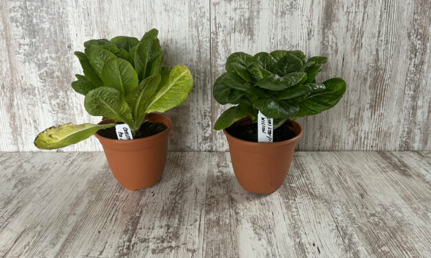 Why Biochar Fertilizer is Great for Your Plants (A Detailed Guide)￼