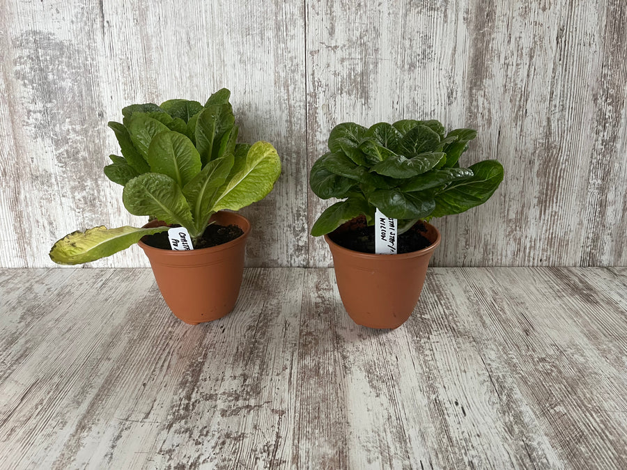 Why Biochar Fertilizer is Great for Your Plants (A Detailed Guide)￼ 1