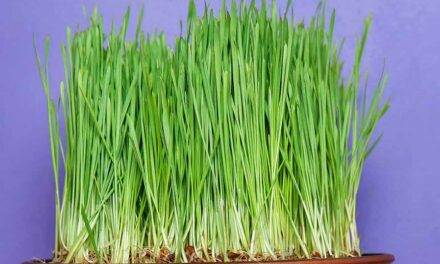 5 Impressive Benefits Of Wheatgrass Juice