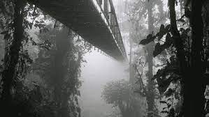 Do trees really talk to each other? New study casts doubt on claims of ‘wood wide web’￼￼