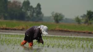 Agrobiodiversity Explained