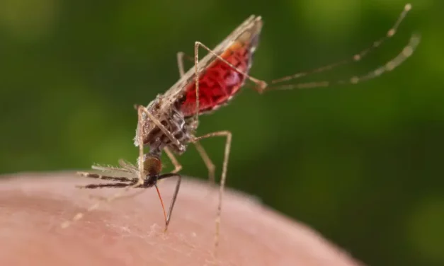Climate Change-Associated Warming Could Increase Mosquitoes’ Reach, Aggravate Spread of Malaria: Scientists
