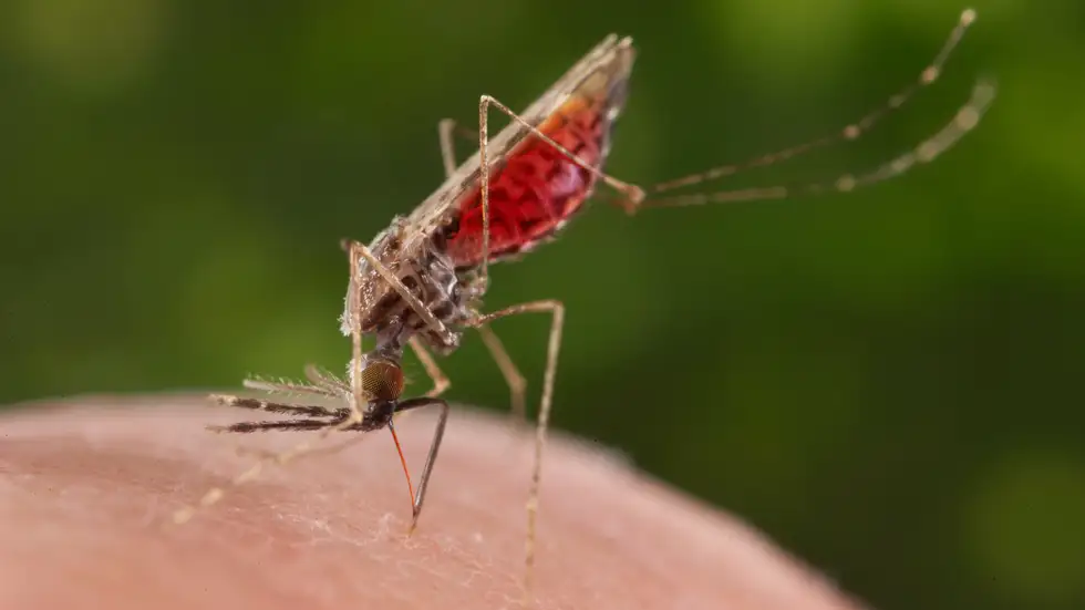 Climate Change-Associated Warming Could Increase Mosquitoes’ Reach, Aggravate Spread of Malaria: Scientists 1 Climate Change-Associated Warming Could Increase Mosquitoes’ Reach, Aggravate Spread of Malaria: Scientists 1