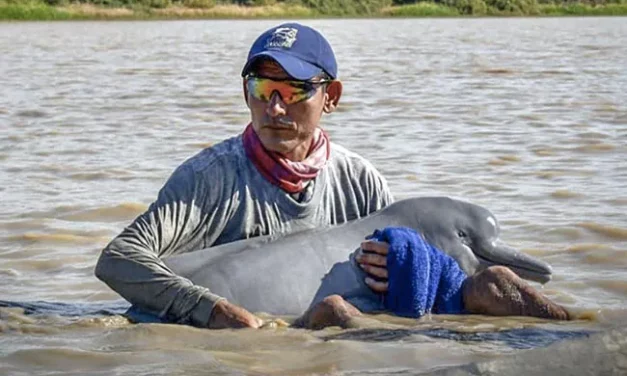 Two Endangered Pink Dolphins Rescued In Colombia From Shallow River